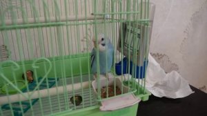 Попугай Кеша первый день дома не ест не пьет что делать??? Купили попугая - у него стресс!
