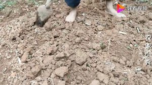 Китайский бизнес по выращиванию имбиря