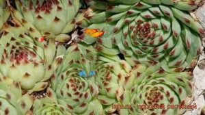 Молодило известковое (sempervivum) ? известковое молодило обзор: как сажать, рассада молодила