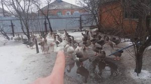 Родительское стадо гусей. parent flock of geese. Гуси. Крупная серая. Мамуты. Датский легард.