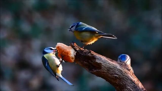 Синицы. Синички клюют хлеб, и делят его между собой! Птицы смотреть онлайн