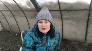 Можно ли вырастить в одной теплице томаты, огурцы и перцы