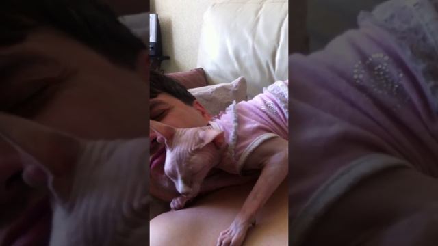 Канадский сфинкс. Кошачьи нежности. И так каждое утро!