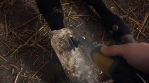 Лечим со студентом перелом у телёнка.