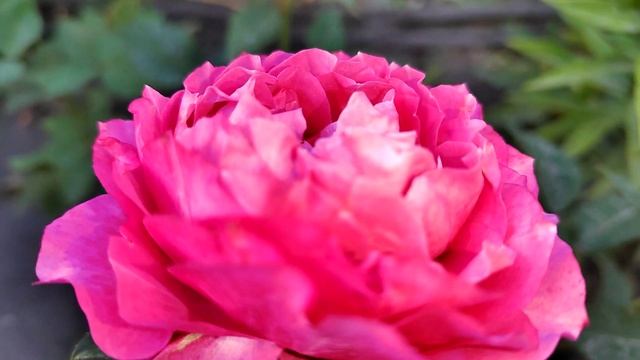 роза новинка ДЖУЛЬЕТТА ЦЕРИЗ ((( посадка весна 2022 (JULIETTA CERISE) смотреть онлайн