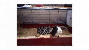 Стоит ли покупать клетку для морских свинок Savic 50 49 100 отзывы поддон прочный пластик без запах