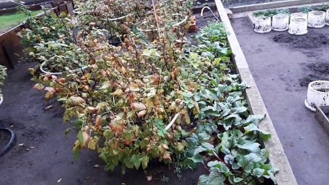 ОГОРОД 29 сентября! Наводим порядок, что еще осталось убрать. смотреть онлайн