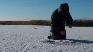 Плотва на безмотылку! Крупный окунь на безмотылку!