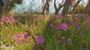 Morning flower breeze