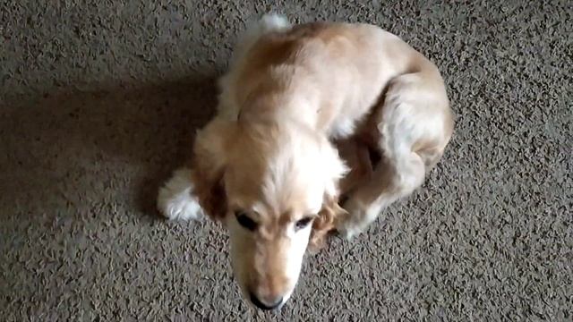 Спаниелька Соня - я замёрзла ??❄️ смотреть онлайн