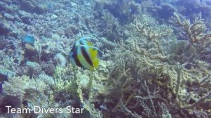 Рыба бабочка.Fish of the Red Sea. Египет. Хургада.