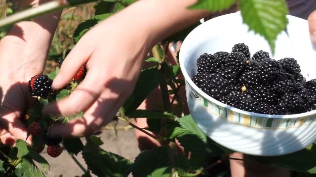 Ежевика Triple Crown (Тройная корона) смотреть онлайн