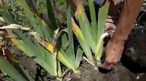 Как омолодить куст ириса без пересадки- максимальный результат при минимальных усилиях.