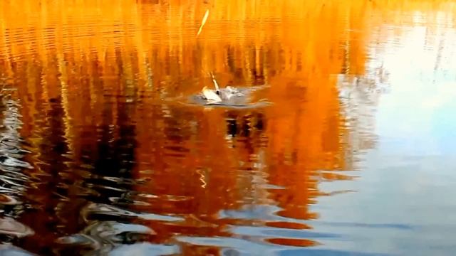 Поплавок.Финский залив 18 октября 2015. смотреть онлайн