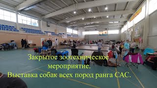 Собачья Выставка!