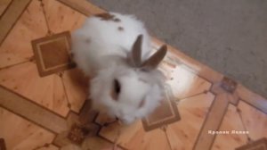 Дрессировка кролика- команда «Кружись». Итог и дополнительные советы. Training rabbit