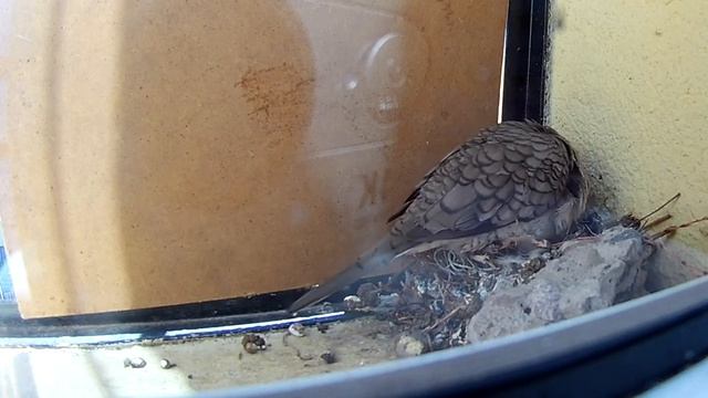 Инкская горлица. смотреть онлайн