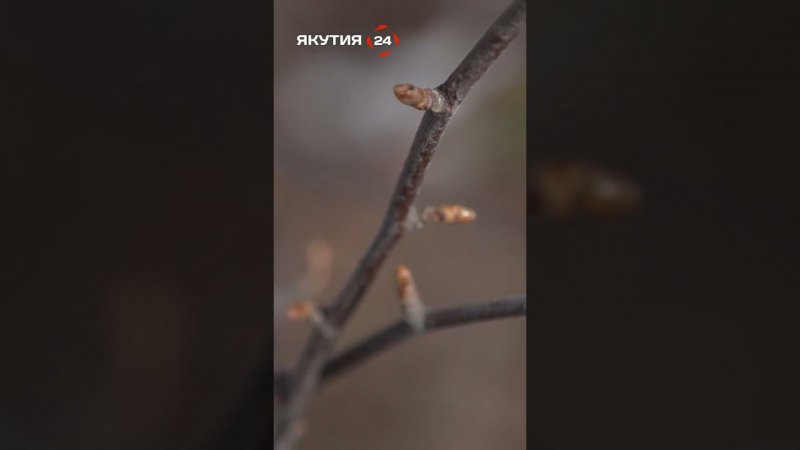 Весна в Якутии #якутия #природа #shorts