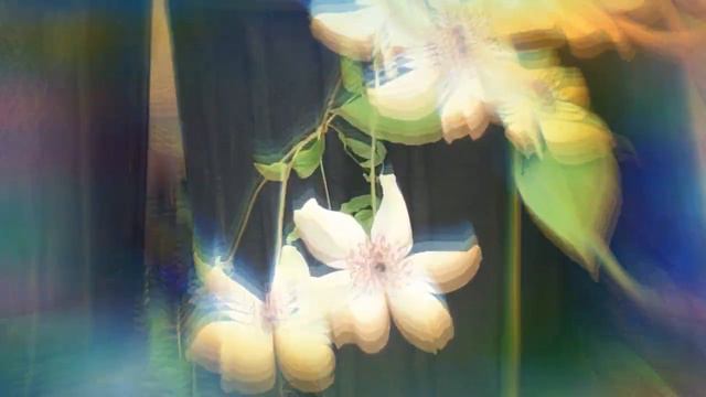 White Clematis Climbing Vine