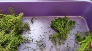 Сажаю мох сфагнум.