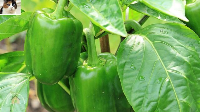 Правильные сроки посева семян перца на рассаду. Когда сеять семена перца смотреть онлайн