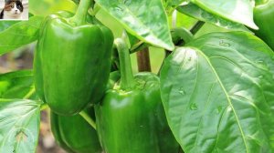 Правильные сроки посева семян перца на рассаду. Когда сеять семена перца