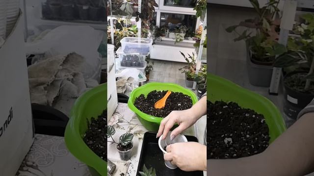 Пересадки-пересадки. Присоединяйтесь! ???#комнатныерастения #пересадка #домашниецветы смотреть онлайн