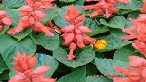 Сальвия обыкновенная Пинк ? обыкновенная сальвия Пинк обзор: как сажать, семена сальвии Пинк