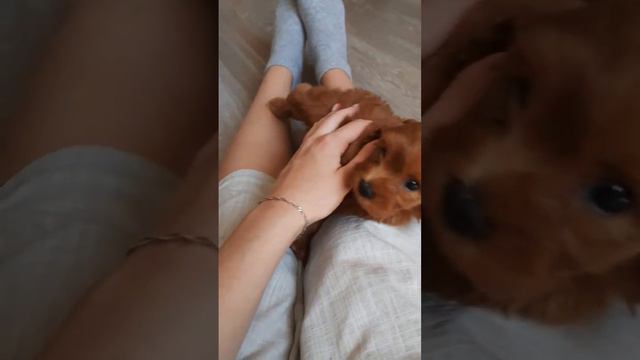 #cockapoo #кокапу #щенки #cockapoopuppy #мальтипу #скз #puppylove #cockapoos #игры