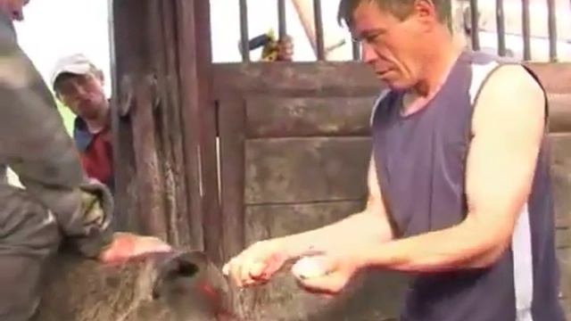 Срезка пантов марала в Казахстане смотреть онлайн