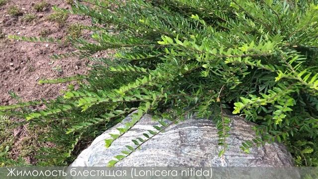 Обзор японского сада под Тарусой смотреть онлайн