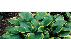 Hostas in Korea, 비비추 '아비쿠아 문빔' Hosta ‘Abiqua Moonbeam’