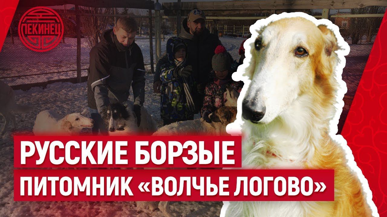 Русские борзые / питомник «Волчье логово»
