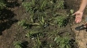 Французский огород в Сибири