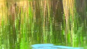 Крупняк в кувшинках выкладывает поплавок... Рыбалка на карася летом . Рыбалка на поплавок