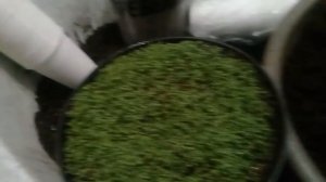 Клубника из семян , пекируем в стаканчики,  Королева Елизавета 2.