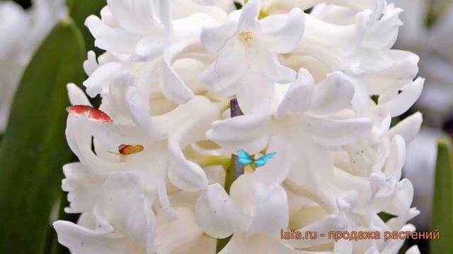 Гиацинт садовый Вудсток (hyacinthus giatsint-sadovyy) ? обзор: как сажать, луковицы гиацинты Вудсто смотреть онлайн