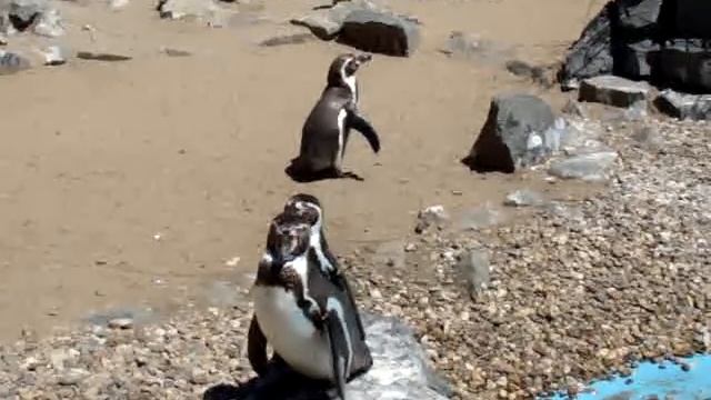 Penguin song - Песнь пингвина