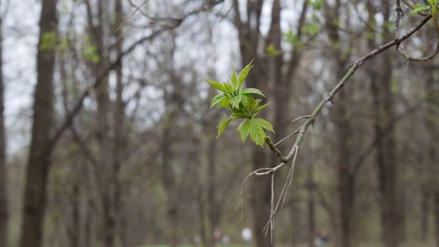 Panasonic 14-140mm f/3.5-5.6 Video test ( Macro ) смотреть онлайн