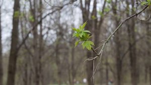 Panasonic 14-140mm f/3.5-5.6 Video test ( Macro )