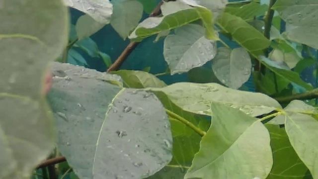 Грецкий орех Идеал Южный Урал смотреть онлайн