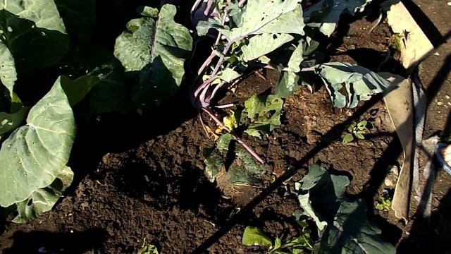 САЛАТ ИЗ КАПУСТЫ КОЛЬРАБИ смотреть онлайн