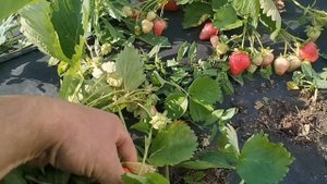 /Клубника Сибилла! Взвешиваем урожай с куста! /