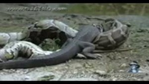 Змея села кракадила