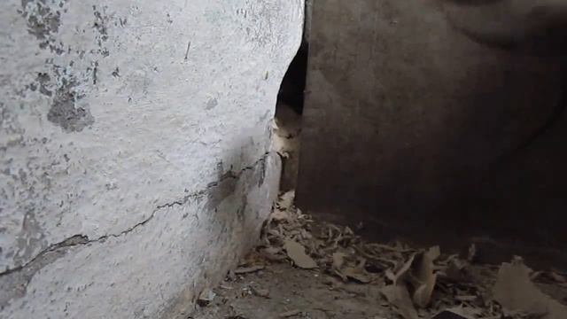 Поймать крысу в титановую клетку смотреть онлайн