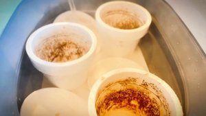 ??? БОЛЬШАЯ ПЕРЕСАДКА КОМНАТНЫХ РАСТЕНИЙ И УХОД ЗА НИМИ