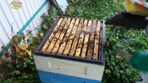 пчеловодство кормушки василек спустя 3 недели