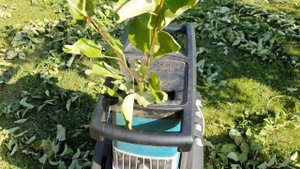 летняя обрезка сада. Мульча из веток, листьев