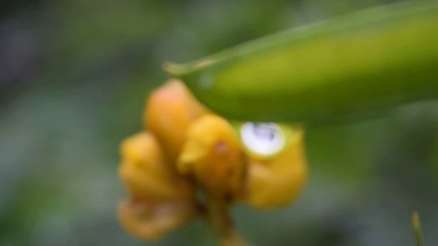 Nikon D3300 18mm-55mm Video Testing смотреть онлайн