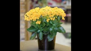 Каланхоэ  уход в домашних условиях .Виды Каланхоэ